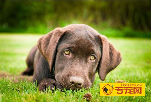 如何帮拉布拉多犬处理耳朵问题