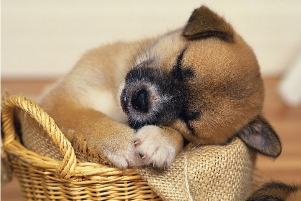 如何加强拉布拉多犬孕期营养