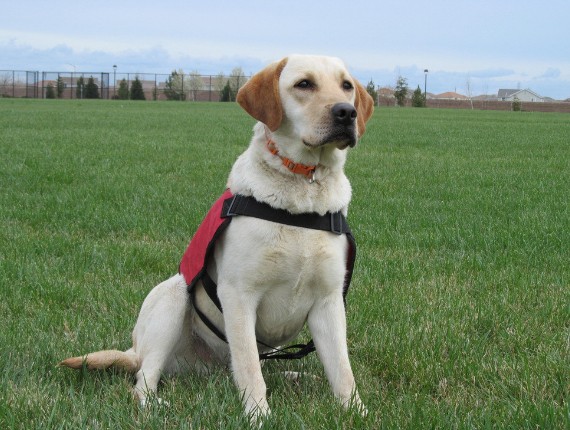 教拉布拉多犬学会四个基本动作