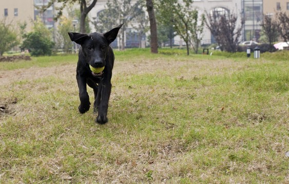 如何检查拉布拉多体外寄生虫