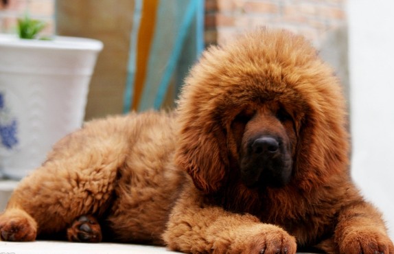 如何治疗藏獒的低血糖