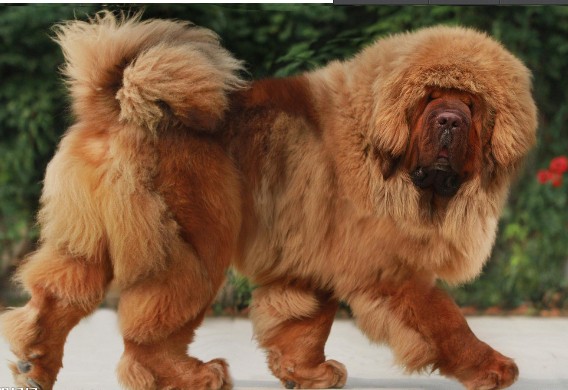 藏獒等了皮肤炎症该怎么办