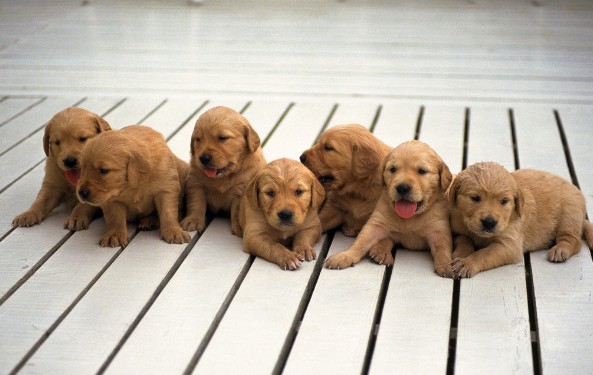 如何训练拉布拉多犬做趴下动作