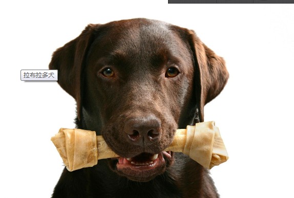 如何正确与拉布拉多进行交流沟通