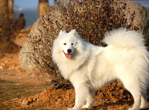 导致萨摩耶被毛不光泽顺滑的原因