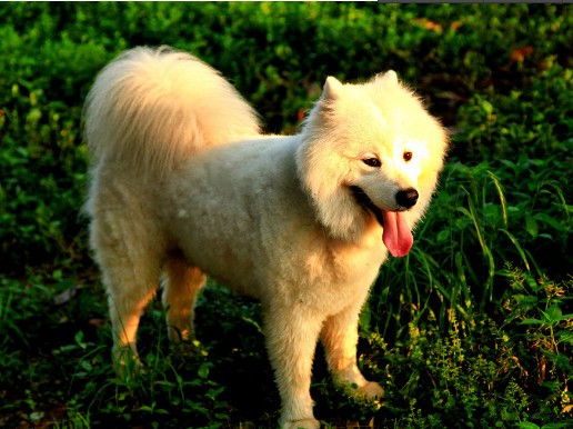 萨摩耶,夏天,注意事项