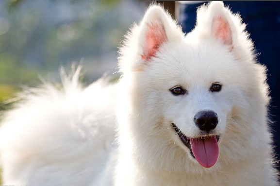 萨摩耶怀孕了该如何照顾