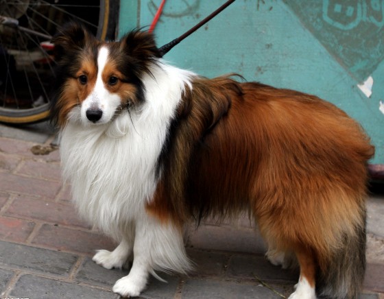 怎样让苏牧更好的适应陌生环境