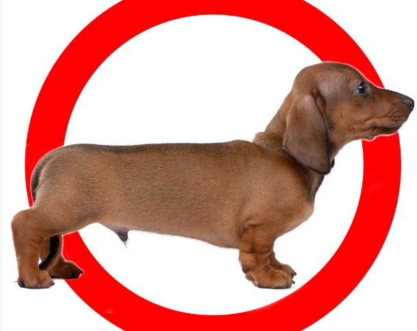 如何治疗拉布拉多犬的咽炎