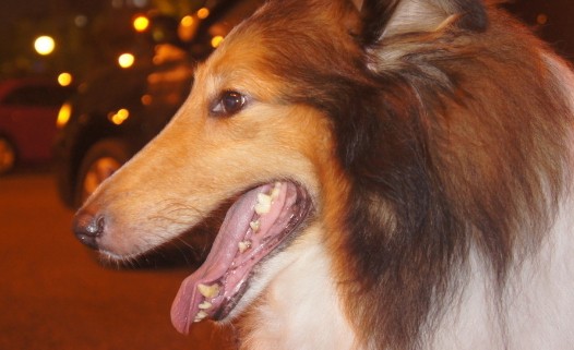 苏牧犬误吃了老鼠药怎么办