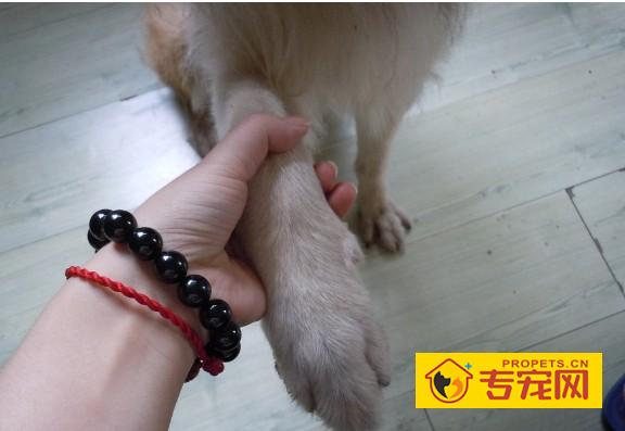 如何更科学的护理苏牧犬