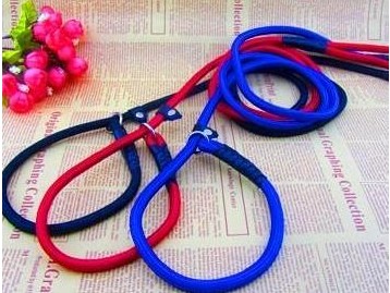 如何训练金毛犬让它戴狗链子