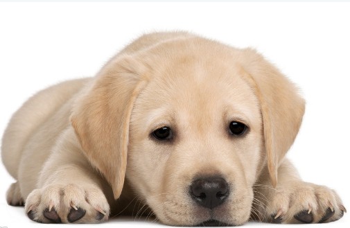 拉布拉多犬出现尿路感染怎么办