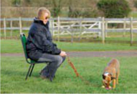 如何训练金毛寻回犬取回猎物