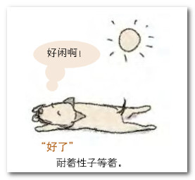 金毛犬好困的性子