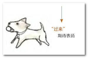 金毛犬很期待过来的表扬