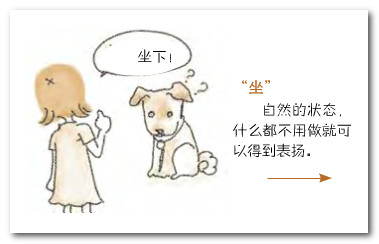 金毛犬怎么训练方法坐下