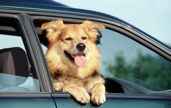 训练金毛犬干什么