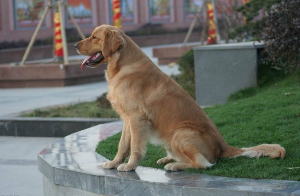 如何进行金毛犬野外蹲坐训练