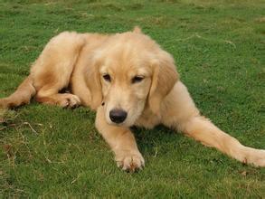 如何对金毛犬进行视线外的伏地训