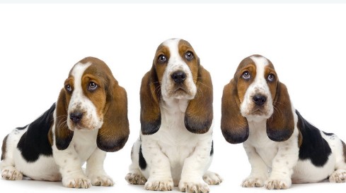 拉布拉多产后的饮食及运动注意