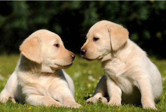 如何去除拉布拉多犬脱落的毛发