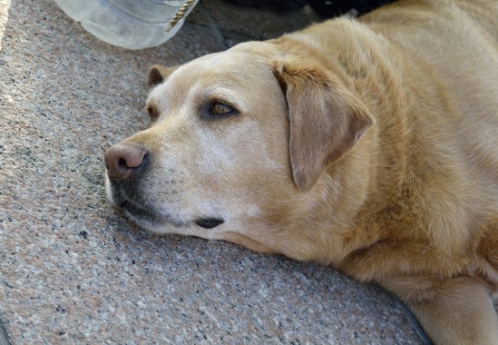 如何防止拉布拉多犬生病