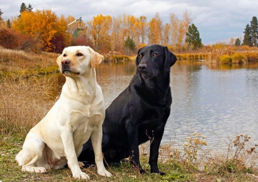户外运动是拉布拉多犬健康的法宝