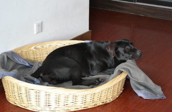 如何护理产后的拉布拉多犬