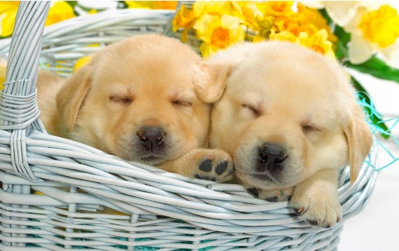 如何饲养幼犬期的金毛