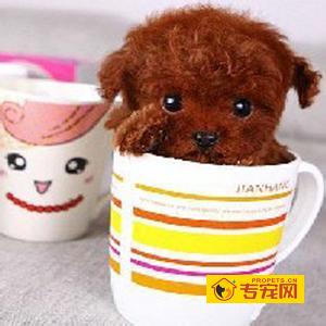 金毛犬和泰迪犬哪个好养