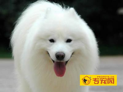 金毛犬和萨摩耶哪个好养