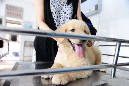 如何给金毛犬宝宝打疫苗