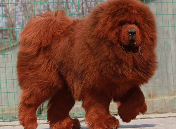 如何解决藏獒洗澡难的问题