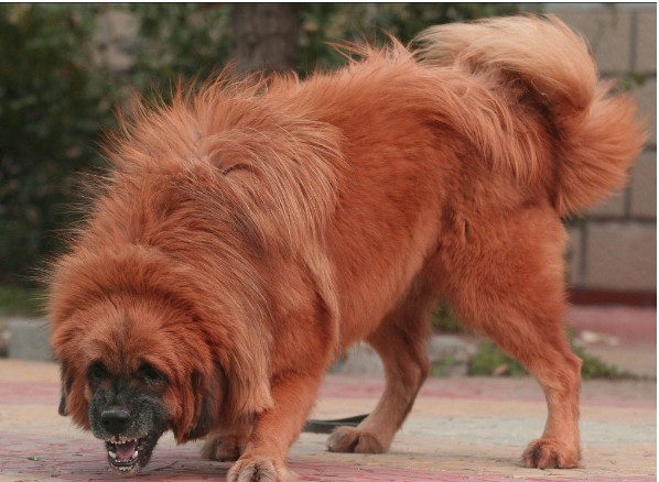日常饲养藏獒的方法及注意事项