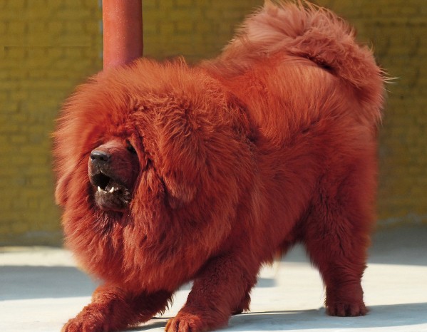 如何训练藏獒犬