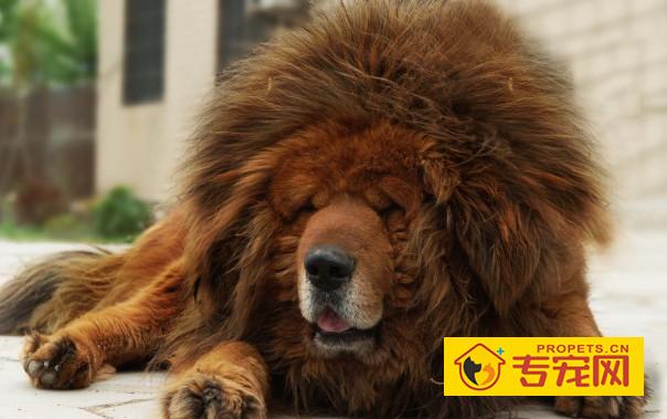 藏獒一般会患上哪些消化道疾病