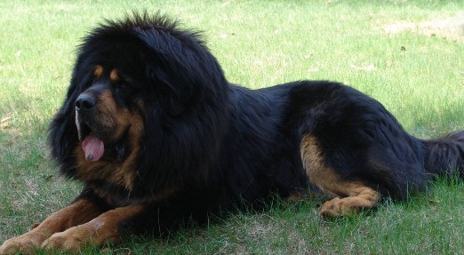 藏獒冬季容易患上哪些疾病