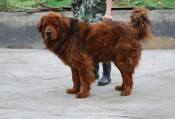 如何训练藏獒让它改掉坏习惯