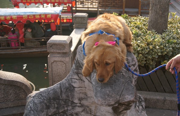 怎么训练金毛猎犬让它听话