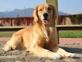 7个月大金毛犬怎么训练