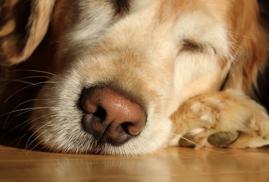 5个月的金毛犬翻肠子怎么办