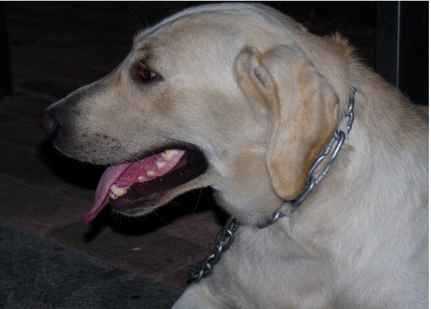 金毛冬天掉毛很厉害该怎么办