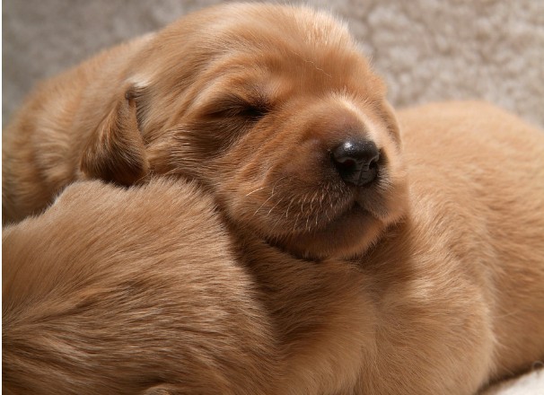 金毛犬几月会开始掉毛