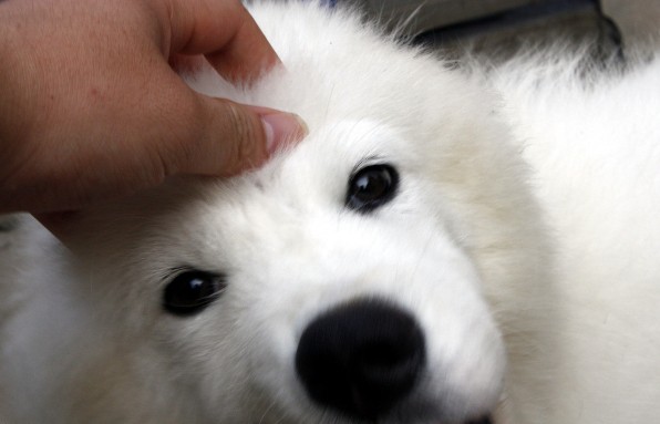 冬天饲养萨摩耶的注意事项