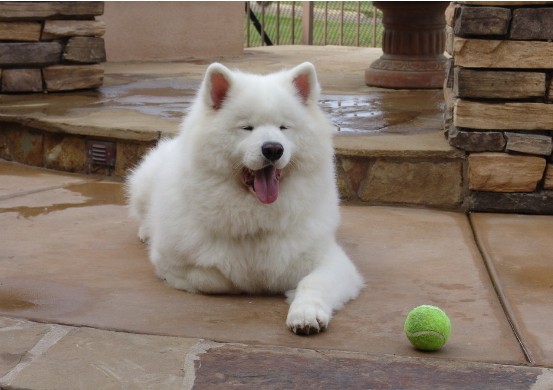 如何让萨摩耶爱上玩球球的游戏