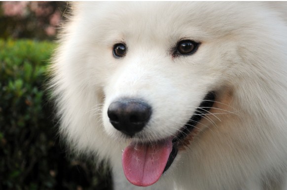 萨摩耶适合吃哪些营养品