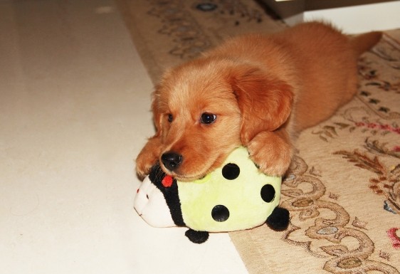 金毛犬不听话很闹很不乖该怎么办