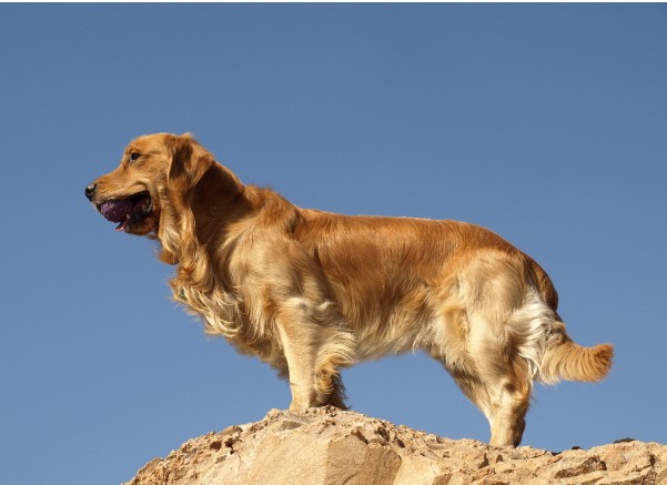 10个月金毛犬如何训练跳跃