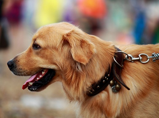 如何训练金毛犬狗狗在室外或者室内上厕所